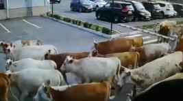 Коровы захватили абаканский аэропорт