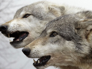В Хакасии расплодились волки
