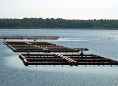 Рыбоводам хакасии субсидируют "модернизацию" водоёмов